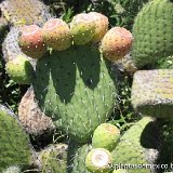 Opuntia joconoxtle ©plantasdemexicoblogspot3.jpg